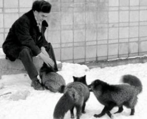 Το ξεχασμένο πείραμα των σοβιετικών με τους λύκους και τις αλεπούδες
