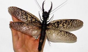 Το μεγαλύτερο ιπτάμενο έντομο στον κόσμο ανακαλύφθηκε στην Κίνα… που αλλού, και είναι μεγαλύτερο από την παλάμη σας.