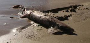 Καλαμάρι «γίγας» στο Κατάκολο ξεβράστηκε από τη θάλασσα [εικόνες & βίντεο]