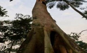 Έμπολα: Από αυτό το δέντρο ξεκίνησε ο ιός που έκανε τον πλανήτη να «τρέμει»