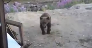 ΣΟΚΑΡΙΣΤΙΚΟ. Ο Άνθρωπος που τραβήξε αυτό το βίντεο δεν υπάρχει πια τον κατασπάραξε η αρκούδα που βιντεοσκοπούσε…