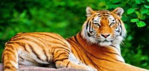 Το 70% του παγκόσμιου πληθυσμού των τίγρεων βρίσκεται στην Ινδία – Βίντεο