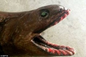 Δείτε τον προϊστορικό καρχαρία με 25 σειρές δοντιών που ψάρεψαν στην Αυστραλία