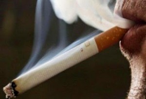 ΑΝΑΤΡΙΧΙΑΣΤΙΚΟ: Το απίστευτο πείραμα με την πίσσα που θα σας κάνει να κόψετε αμέσως το τσιγάρο!