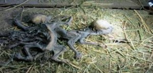 Χιλή: Βρέθηκαν πτώματα των περιβόητων... Τσουπακάμπρα;