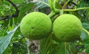 Αρτόδεντρο: Το φρούτο που μπορεί να λύσει το πρόβλημα της παγκόσμιας πείνας