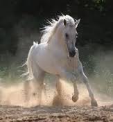 Το Γιοργαλίδικο άλογο, ίσως η αρχαιότερη ευρωπαϊκή ράτσα αλόγου, ζει μόνο στην Κρήτη εδώ και χιλιάδες χρόνια