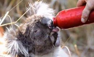 Συγκινητικό βίντεο: Πυροσβέστης δίνει νερό σε διψασμένο κοάλα που σώθηκε από φωτιά