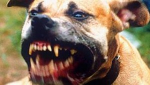 Οι 10 πιο επικίνδυνες ράτσες σκύλων