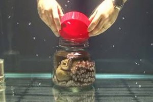 Το πιο έξυπνο ασπόνδυλο: Χταπόδι ανοίγει το βάζο και δραπετεύει (Βίντεο)