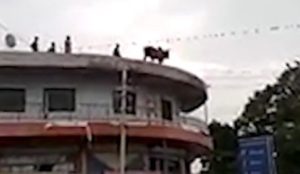 Αυτοκτονία… αγελάδας! Έπεσε στο κενό από ταράτσα κτηρίου! (ΒΙΝΤΕΟ)