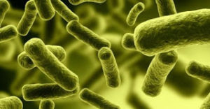 Λίπη που παράγουν τα Bacteroidetes ίσως συνδέονται με την αθηροσκλήρωση