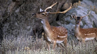 Αυξήθηκε εντυπωσιακά ο αριθμός των ελαφιών στη Ρόδο