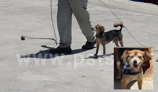 Αυτός είναι ο σκύλος… καβοδέτης της Μυκόνου που έχει γίνει διάσημος! [vid]